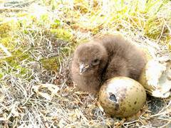 Parasitic Jaeger photo 6