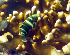 Red Sea Thicklip Wrasse photo 2