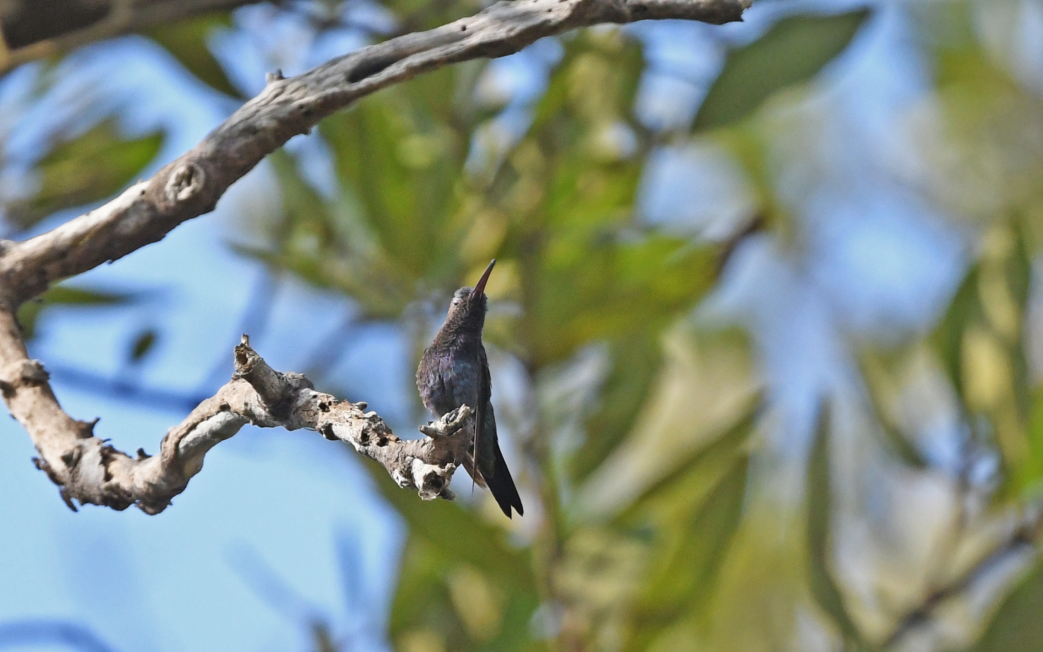 Sapphire-bellied Hummingbird (Chrysuronia lilliae), photo 3