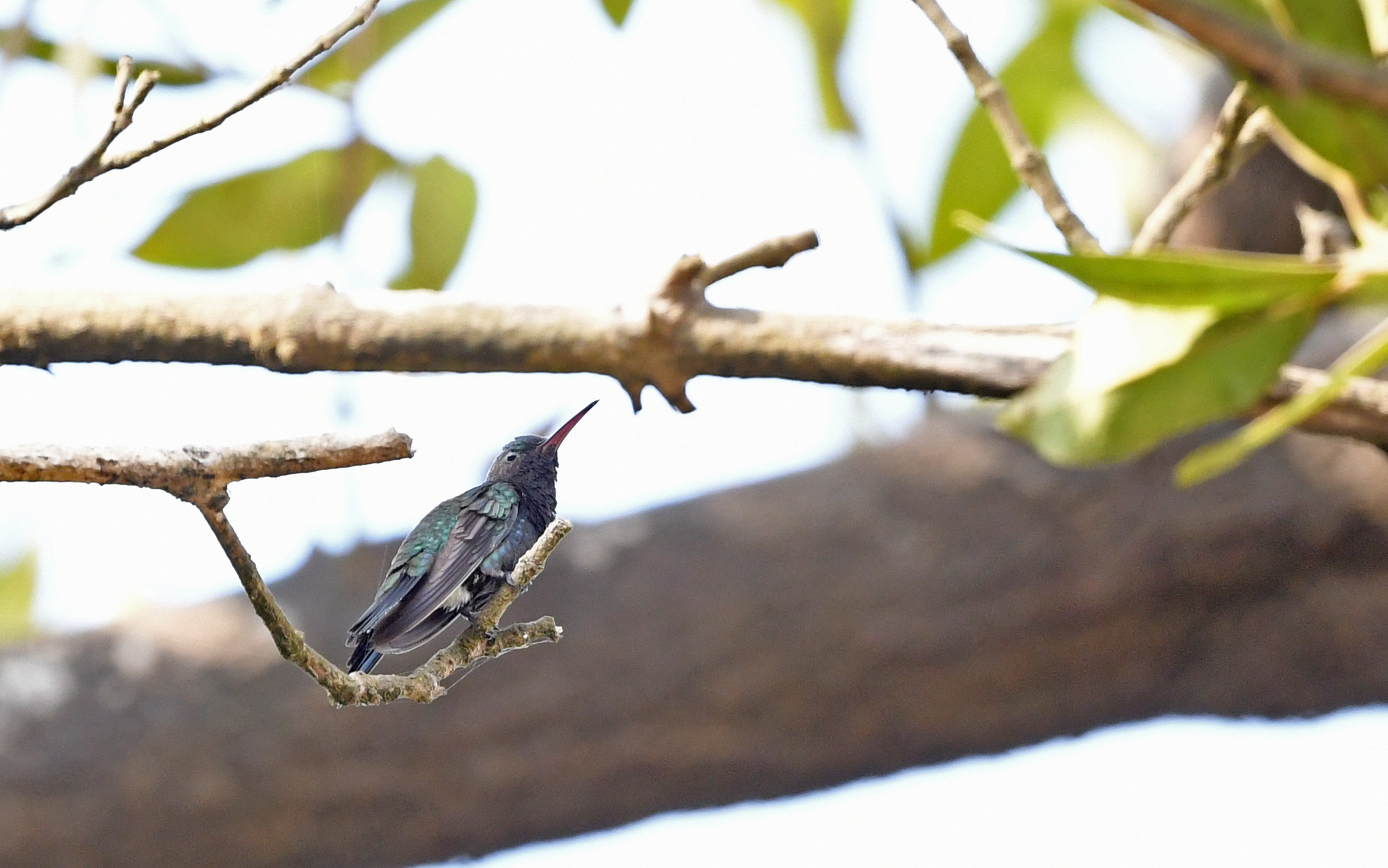 Sapphire-bellied Hummingbird (Chrysuronia lilliae), photo 5