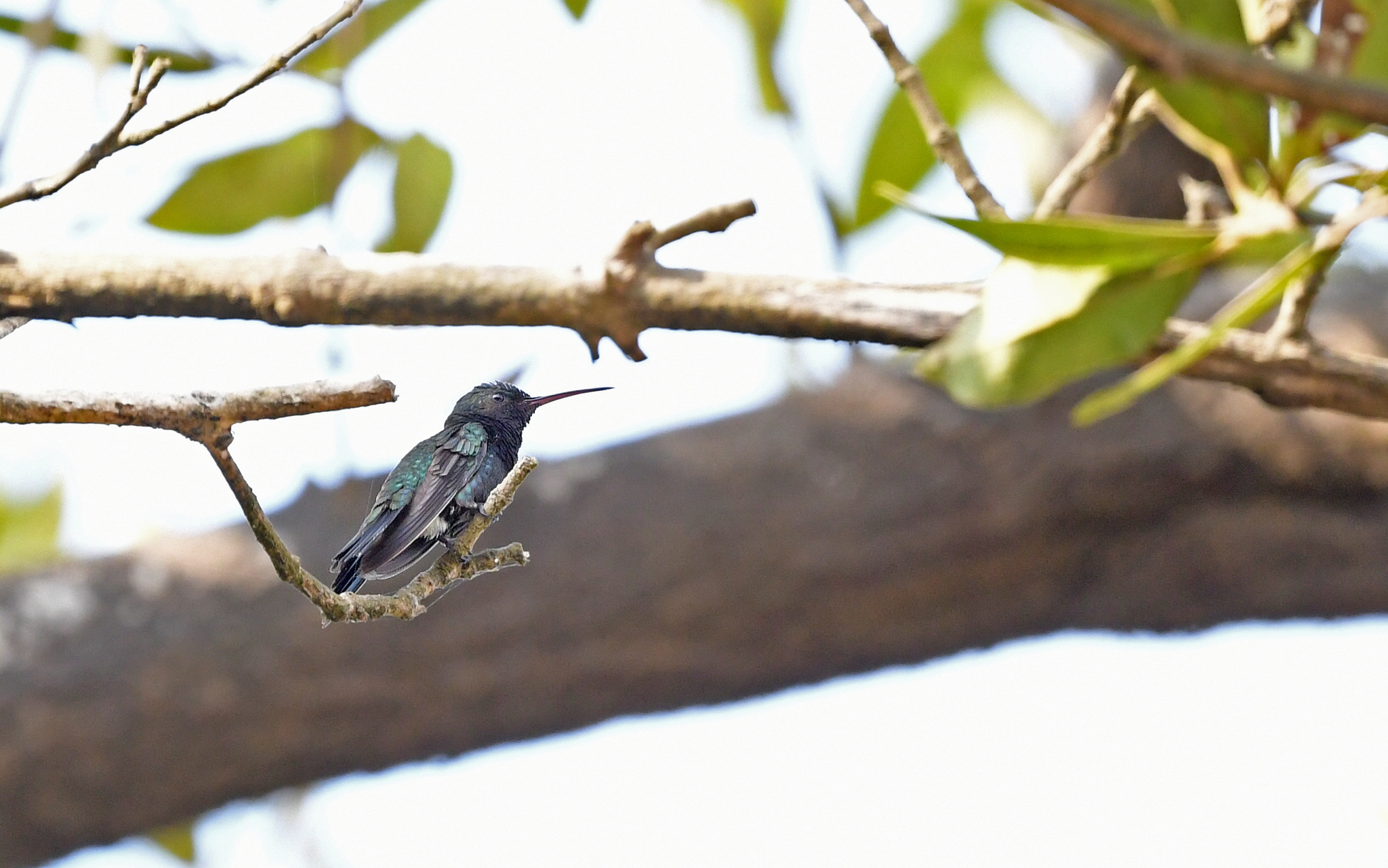 Sapphire-bellied Hummingbird (Chrysuronia lilliae), photo 6