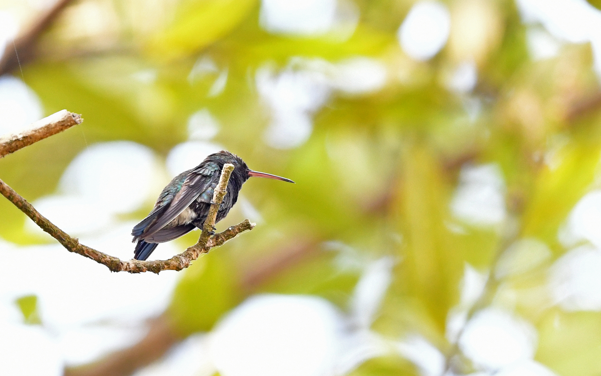 Sapphire-bellied Hummingbird (Chrysuronia lilliae), photo 4
