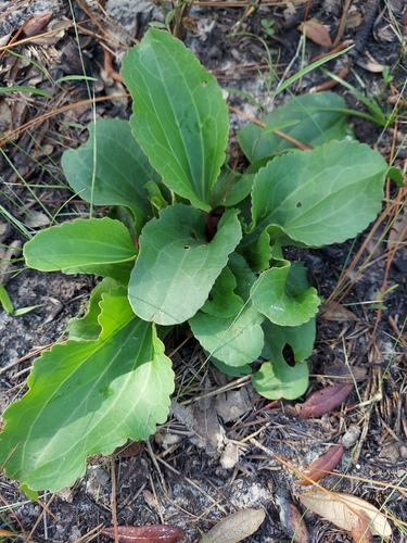 Arnoglossum floridanum, photograph 5