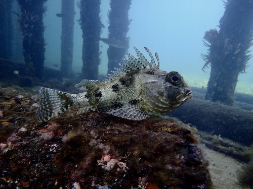 Bighead gurnard perch (Neosebastes pandus) — Neosebastidae — 4