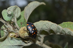 Pachycoris klugii