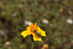 Chauliognathus hieroglyphicus