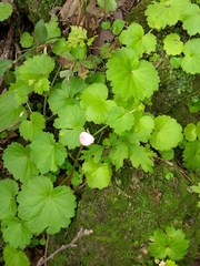 Begonia uniflora