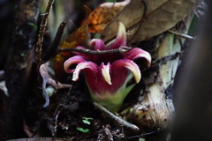 Aspidistra attenuata