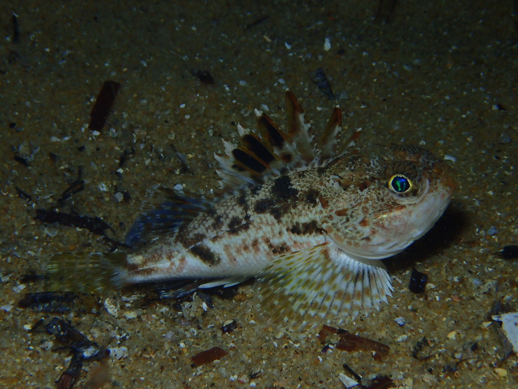 Little gurnard perch (Maxillicosta scabriceps) — Neosebastidae