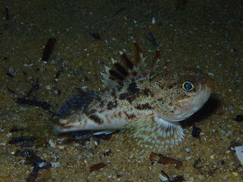 Little gurnard perch (Maxillicosta scabriceps) — Neosebastidae