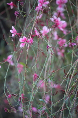 Oenothera sinuosa