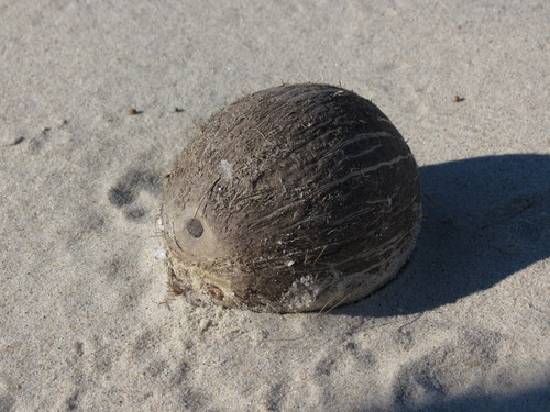 Cocos nucifera
