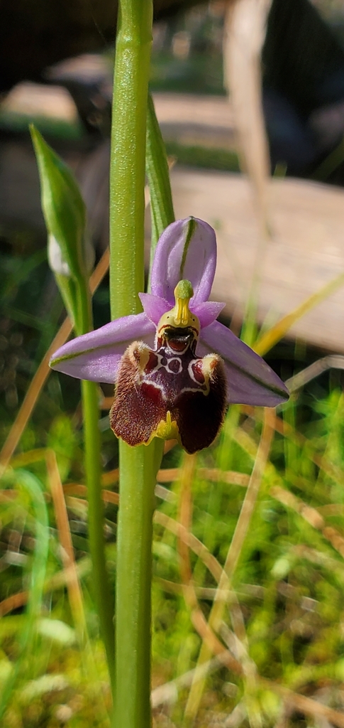 Ophrys holosericea