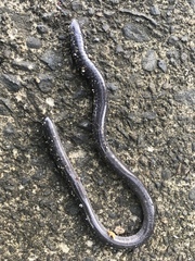 Gymnopis multiplicata