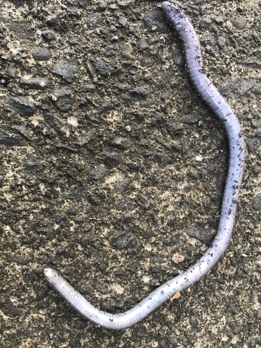 Gymnopis multiplicata