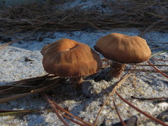 Laccaria trullisata