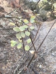 Fraxinus dipetala