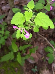 Scutellaria seleriana