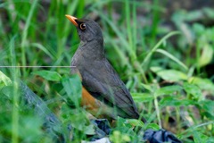 Turdus abyssinicus