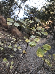 Fraxinus dipetala