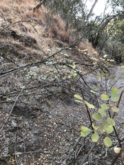 Fraxinus dipetala
