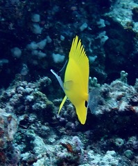 Forcipiger longirostris
