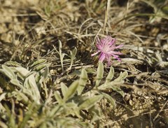 Psephellus marschallianus