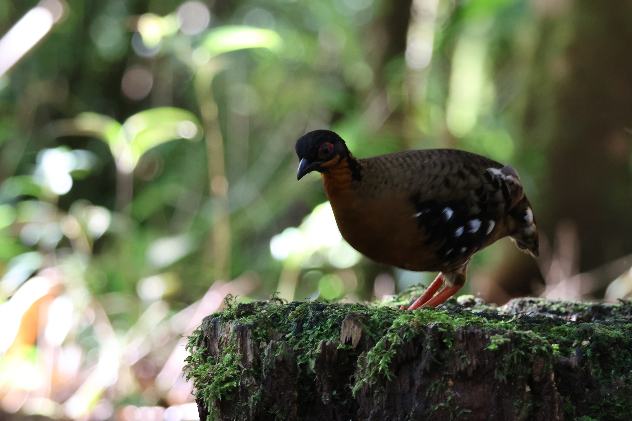 Red-breasted Partridge (Arborophila hyperythra), photo 6