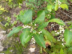 Chiococca alba