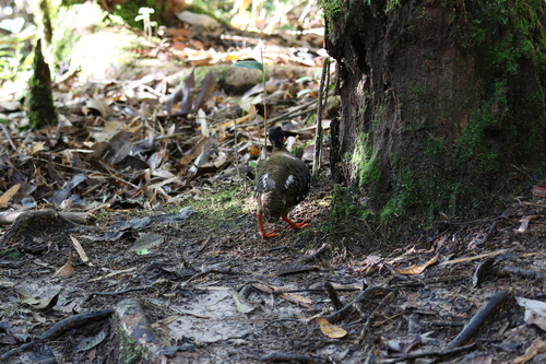 Red-breasted Partridge (Arborophila hyperythra), photo 6