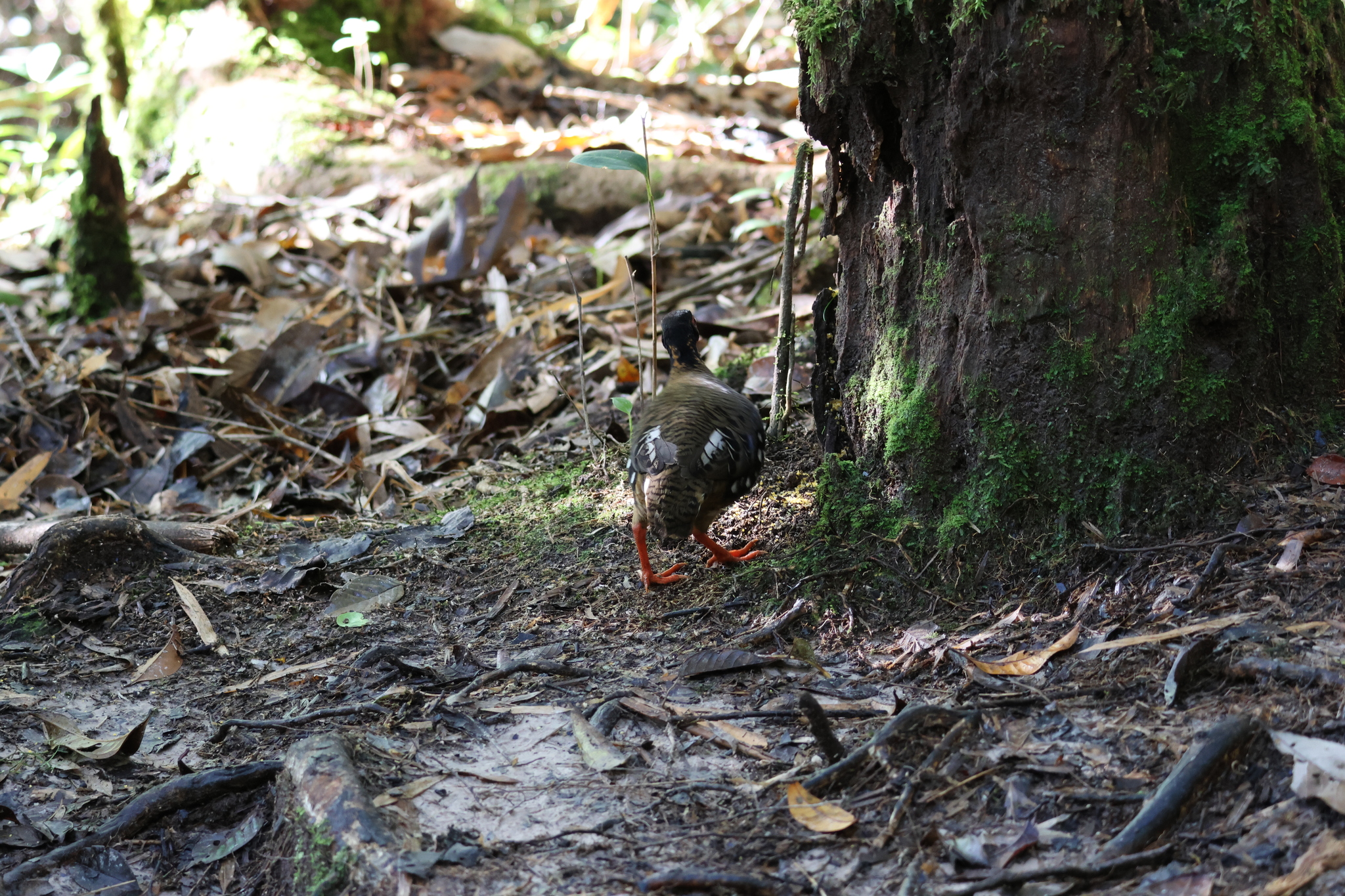 Red-breasted Partridge (Arborophila hyperythra), photo 7