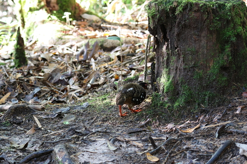 Red-breasted Partridge (Arborophila hyperythra), photo 10