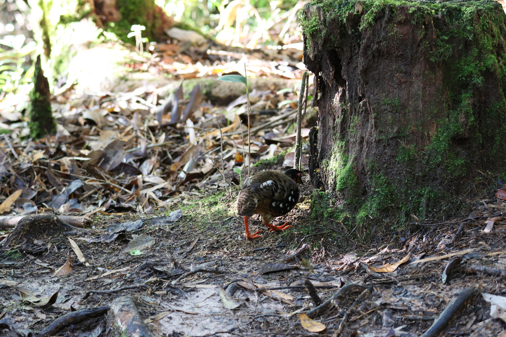 Red-breasted Partridge (Arborophila hyperythra), photo 8