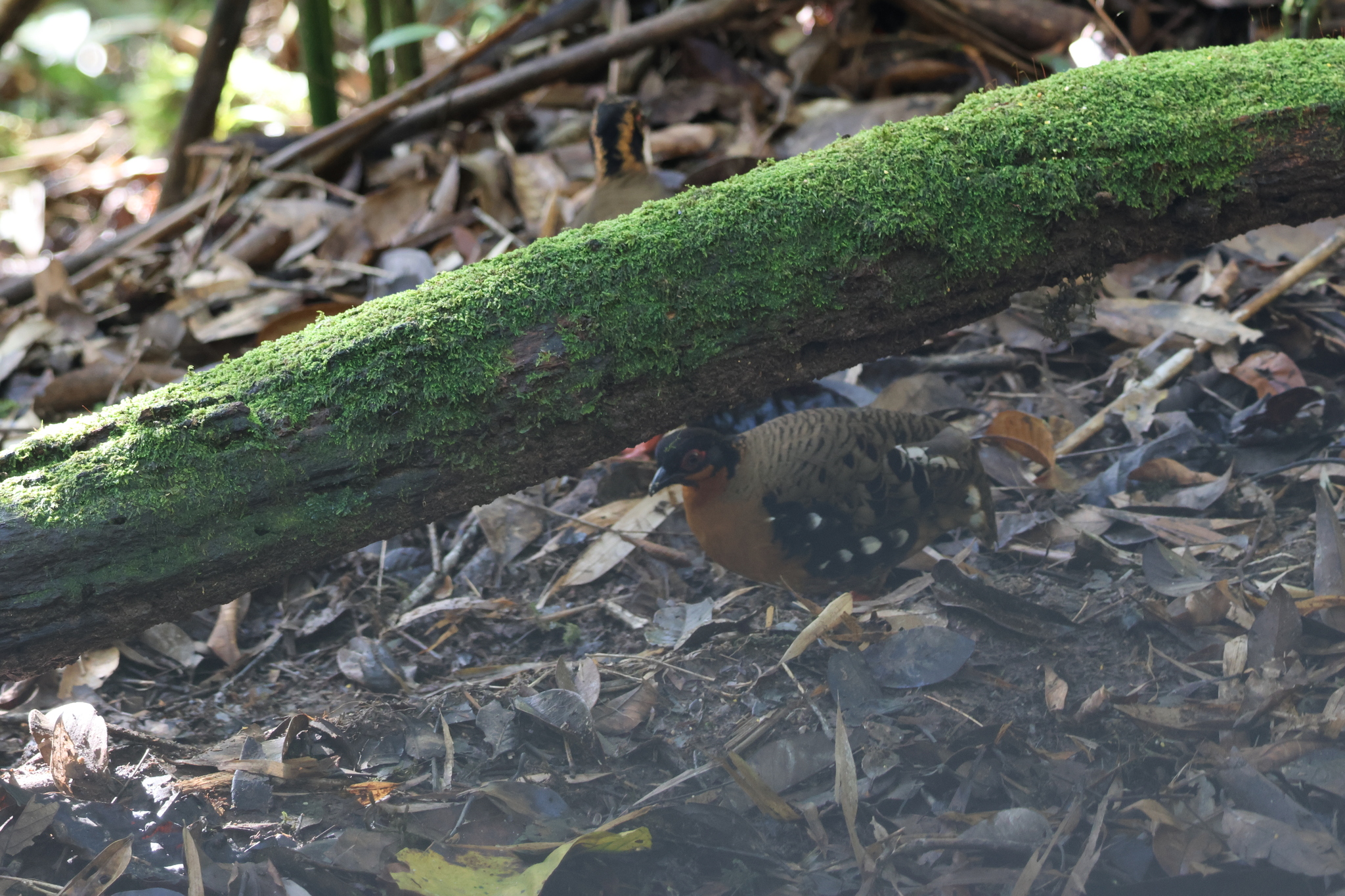 Red-breasted Partridge (Arborophila hyperythra), photo 10