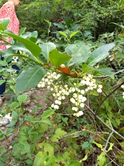 Chiococca alba