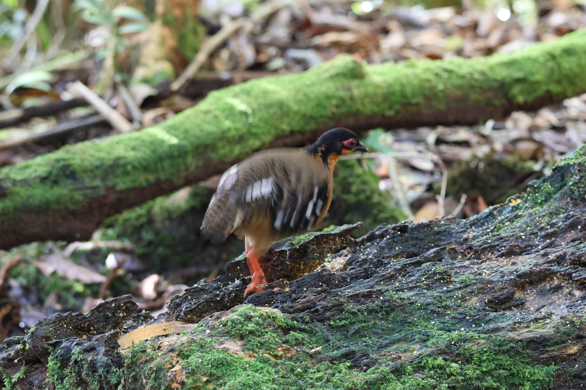 Red-breasted Partridge (Arborophila hyperythra), photo 9