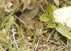 Dolichophis caspius