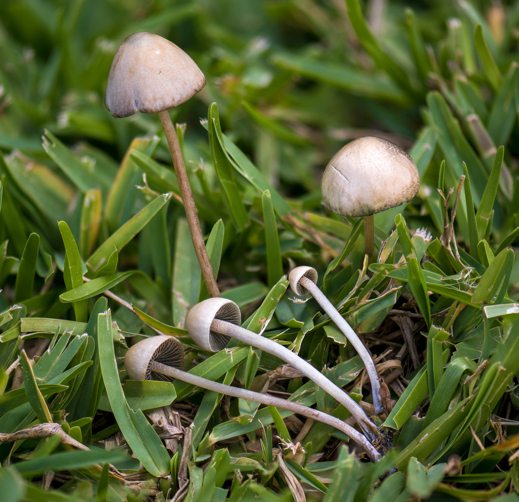 Copelandia