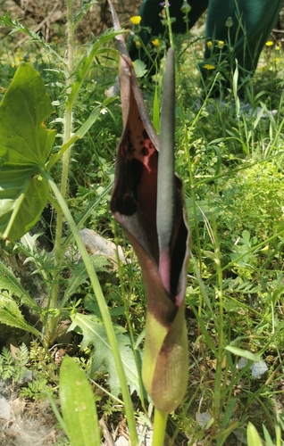 Arum dioscoridis (Arum dioscoridis)