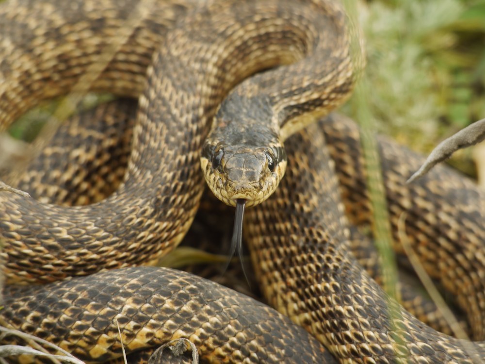 East-Four-Lined Ratsnake