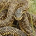East-Four-lined Ratsnake - Photo (c) Roman, some rights reserved (CC BY), uploaded by Roman