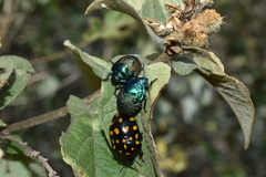 Pachycoris klugii