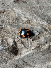 Labidomera suturella