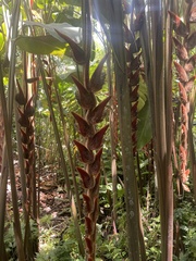 Heliconia vellerigera image