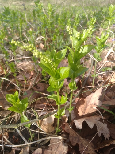 Mercurialis ovata (Mercurialis ovata)