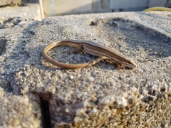 Takydromus wolteri