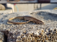 Takydromus wolteri