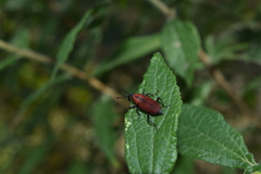 Rhodobaenus sanguineus