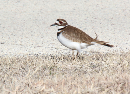 Killdeer photographed in Illinois
