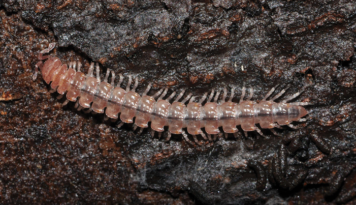 Propolydesmus